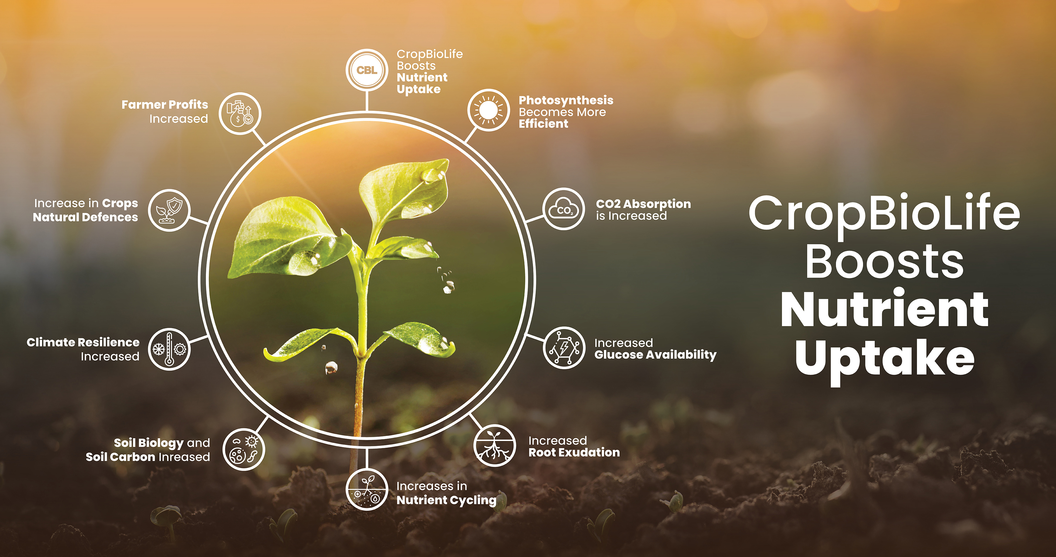 TheCycleofCropBioLife_Wide_v3_MAR2025_Web.jpg