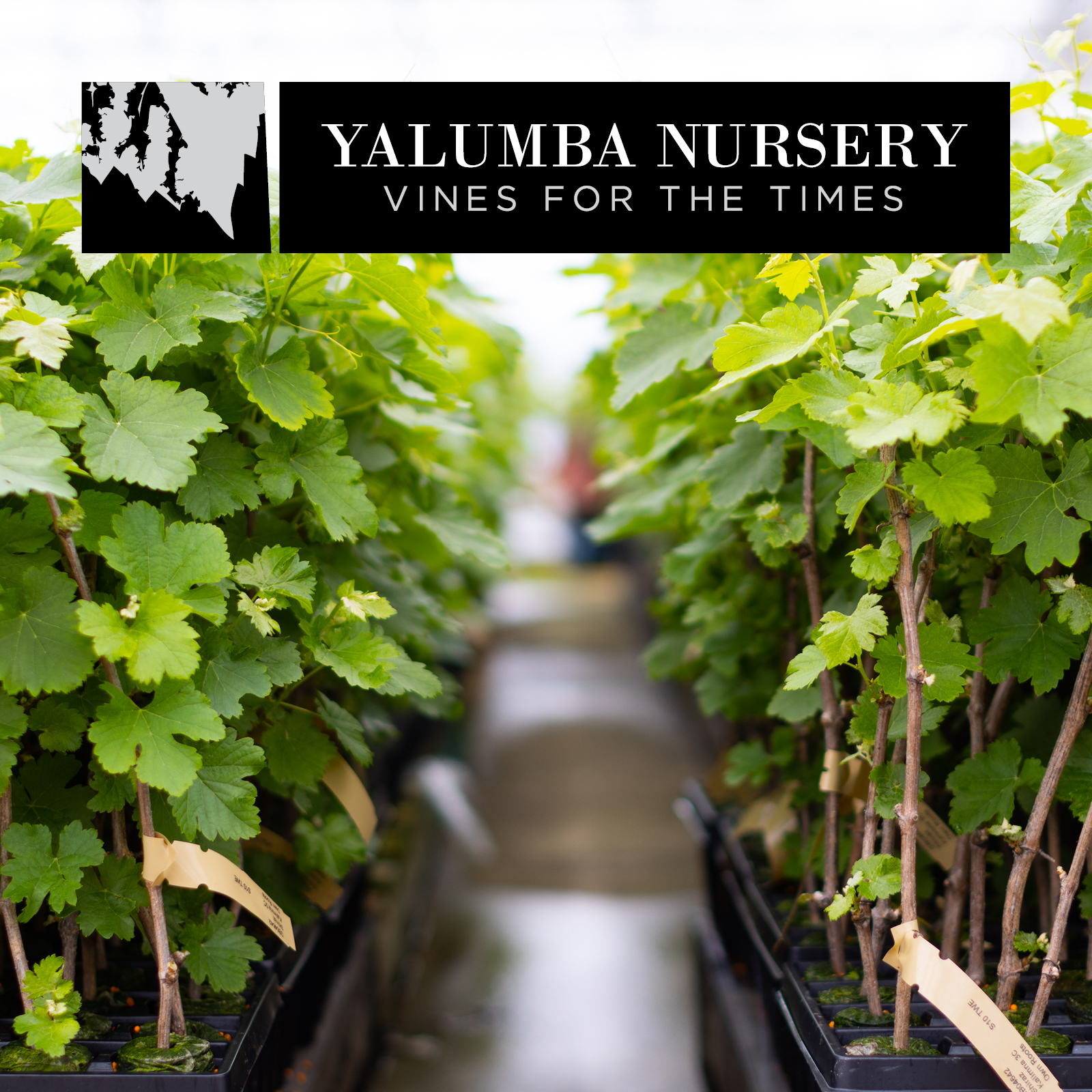 YalumbaNursery-AAVWS-Social-FA.jpg