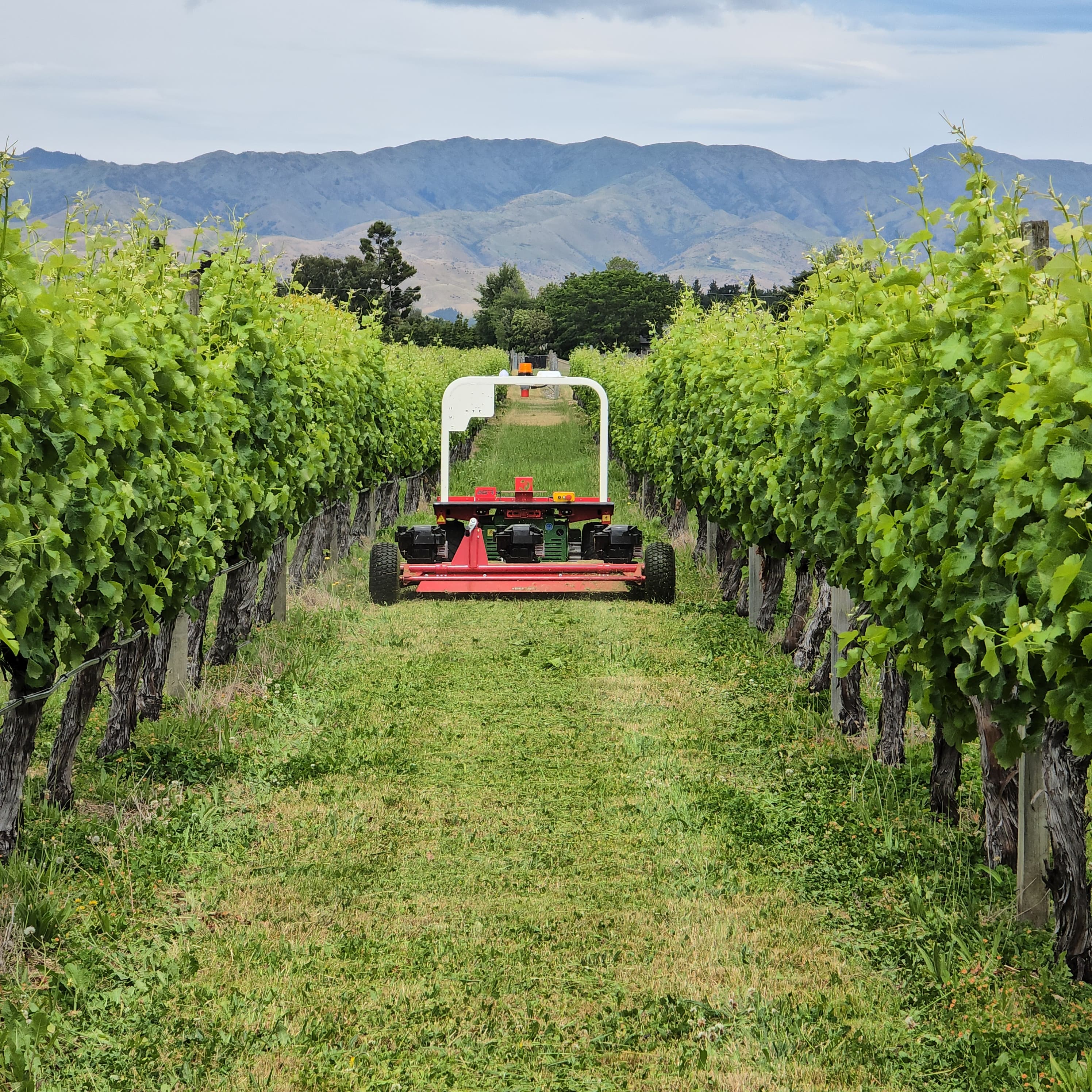 burro with mower.jpg