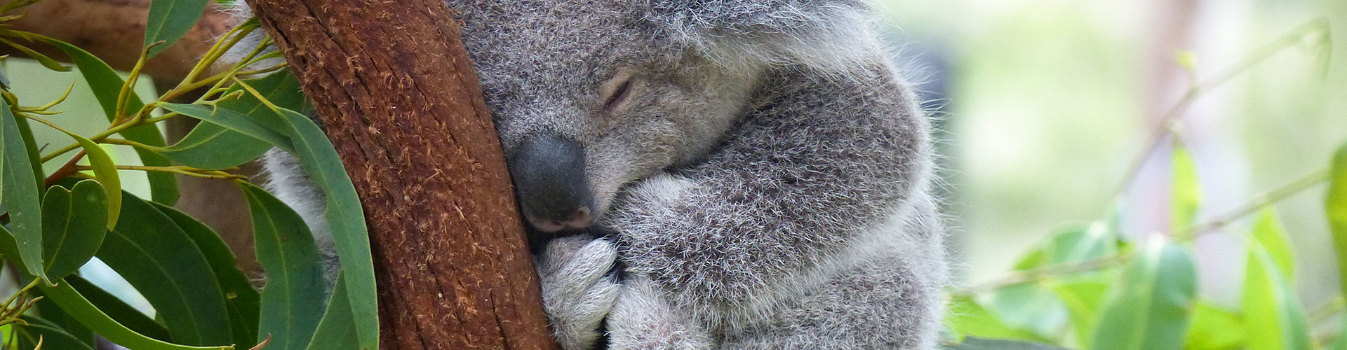 koala in tree