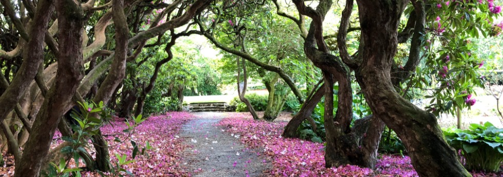 Invercargill rhododendrons