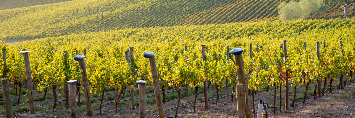 Adelaide – The Wine Capital of Australia