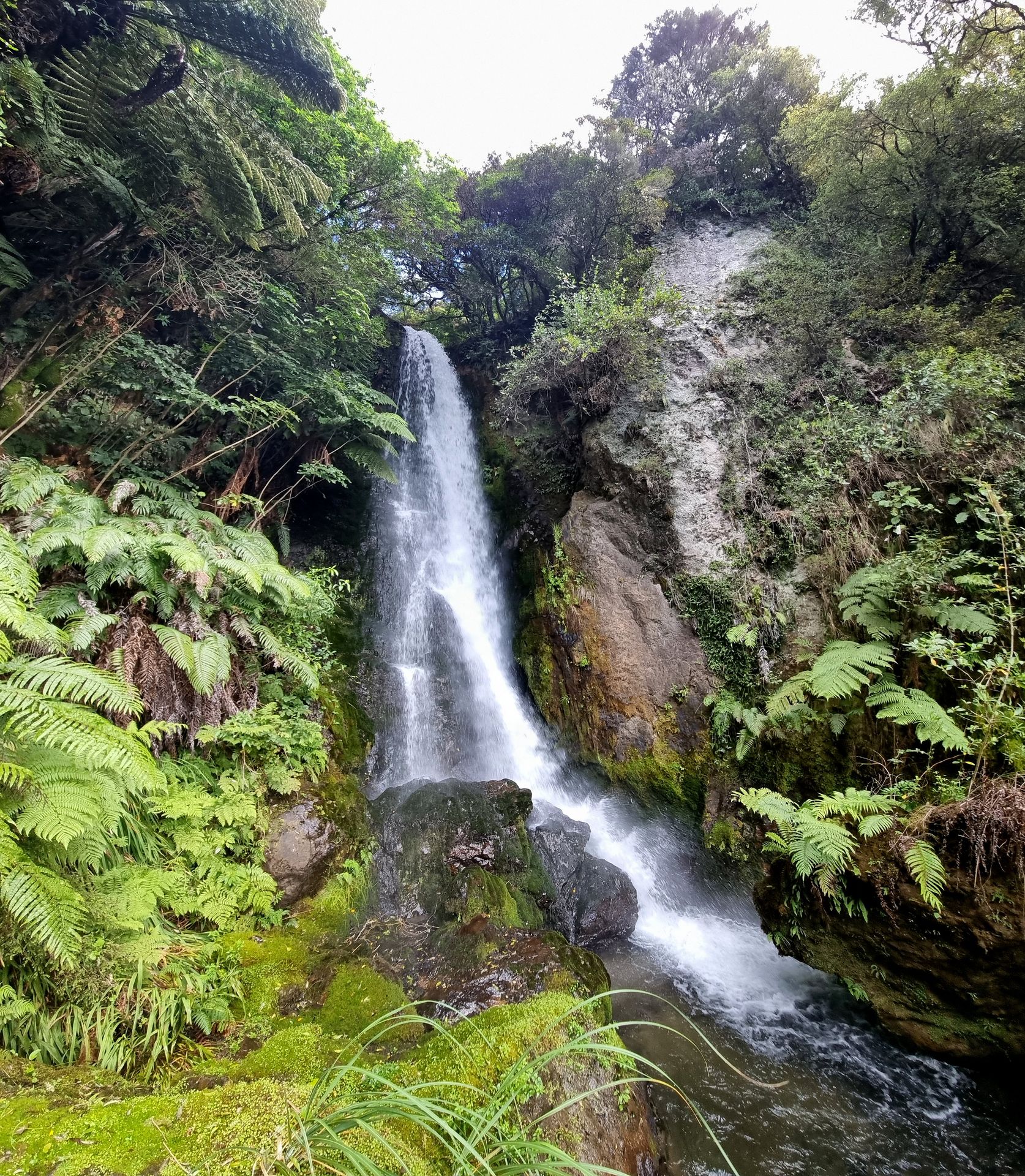 Rotorua forest and trails