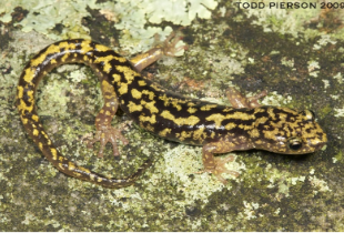 A lizard on a rock  Description automatically generated