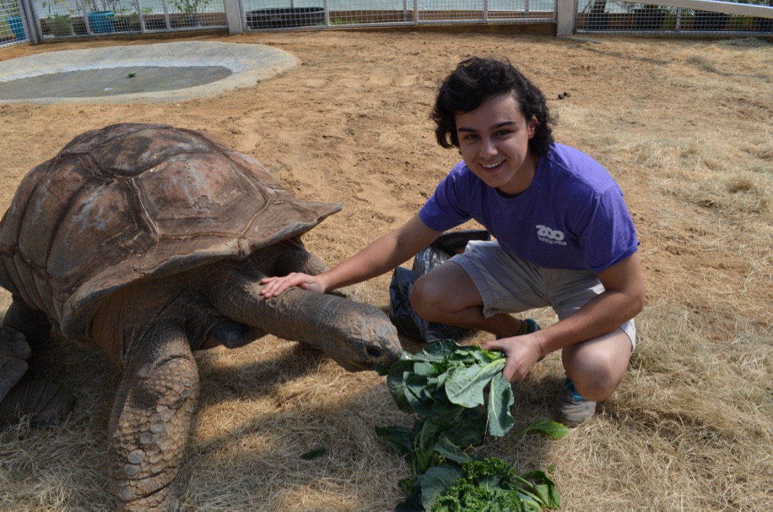 A person feeding a tortoise  Description automatically generated