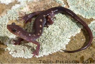 A lizard on a rock  Description automatically generated