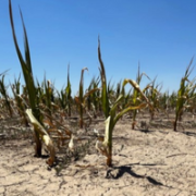 In this image are dry crops in a desert like environment, depicting drought and extremes in heat