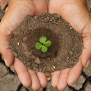 In this image are hands holding soil with a small plant crop, depicting sustainability