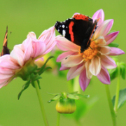 In this image is a butterfly, depicting nature and biodoversity